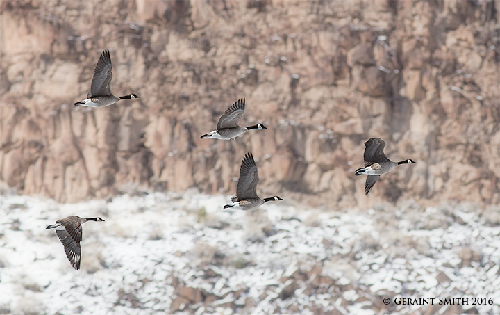 Canadians (Canada Geese) in the Rio Grande Gorge winter taos northern new mexico