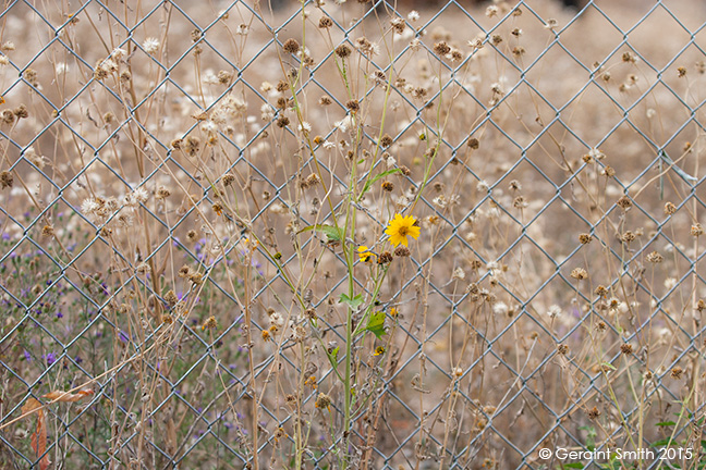 One last sunflower on the road in new mexico