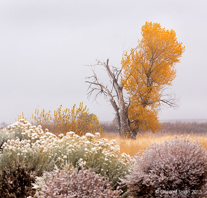 Cottonwood, chamisa, El Prado, NM