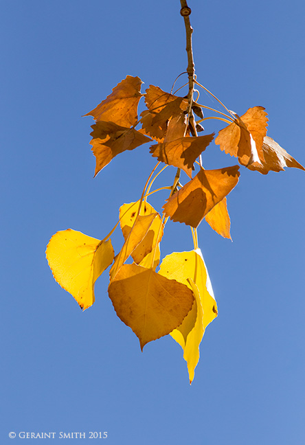 Still quite a lot of fall color in Dixon and the Rio Grande Gorge, NM