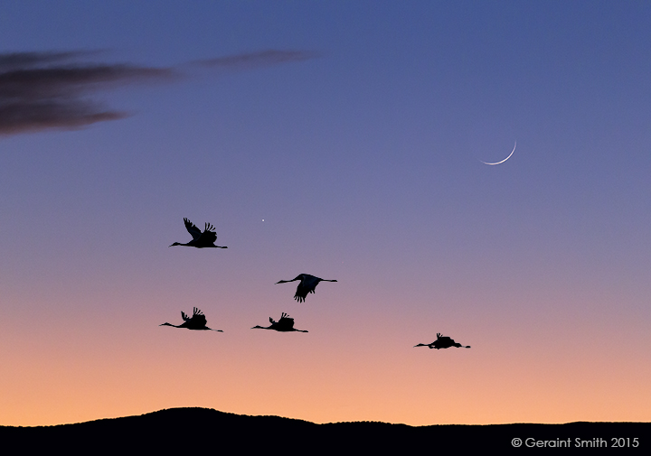 Sandhill Cranes, crescent Moon and Saturn, Bosque del Apache, NWR, Socorro, New Mexico