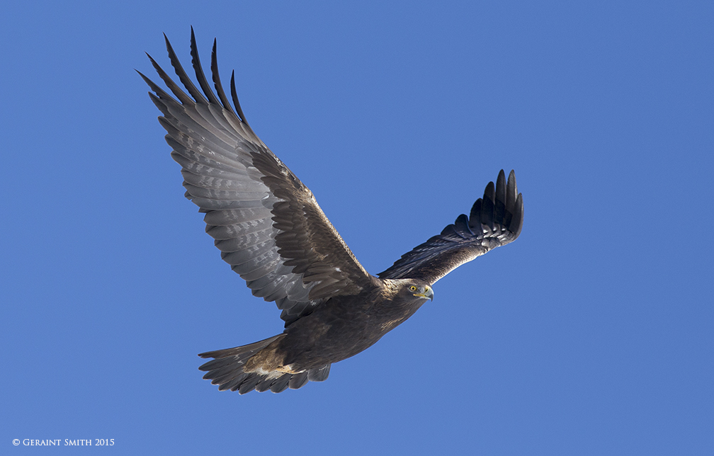 Golden Eagle moreno valley new mexico