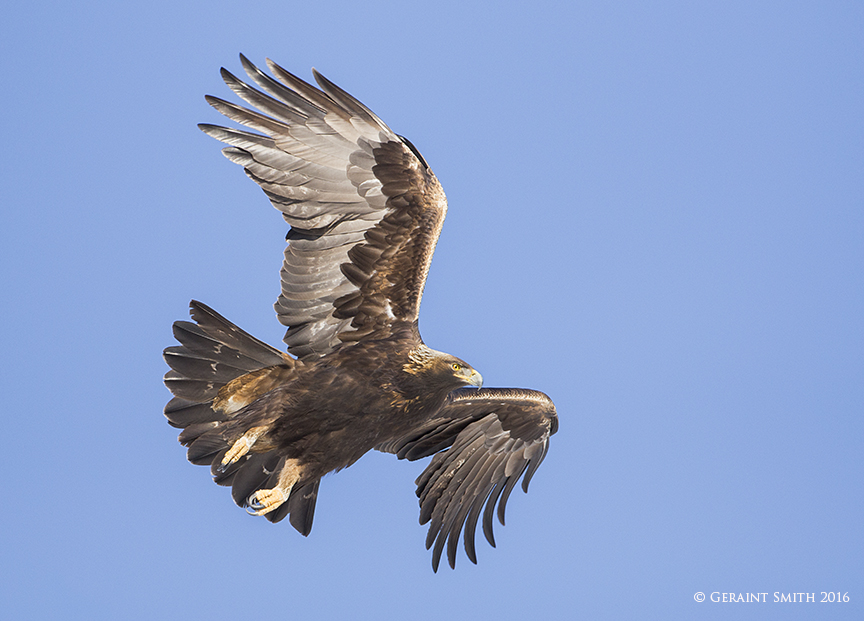 Revisiting the Golden Eagle and it's showing off again ... the spectacular raptor