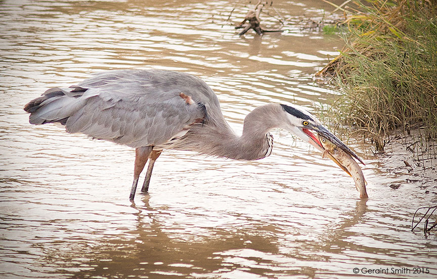 Catfish supper great blue heron bosque del apache socorro new mexico nm