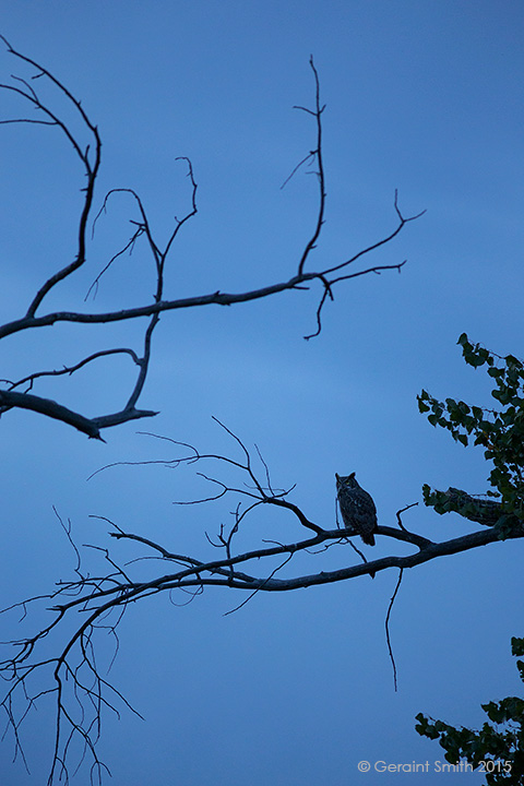 Great Horned Owl, Bosque del Apache, NM