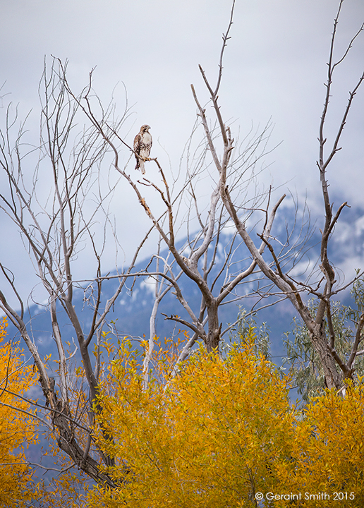 Hawk and Taos Mountain