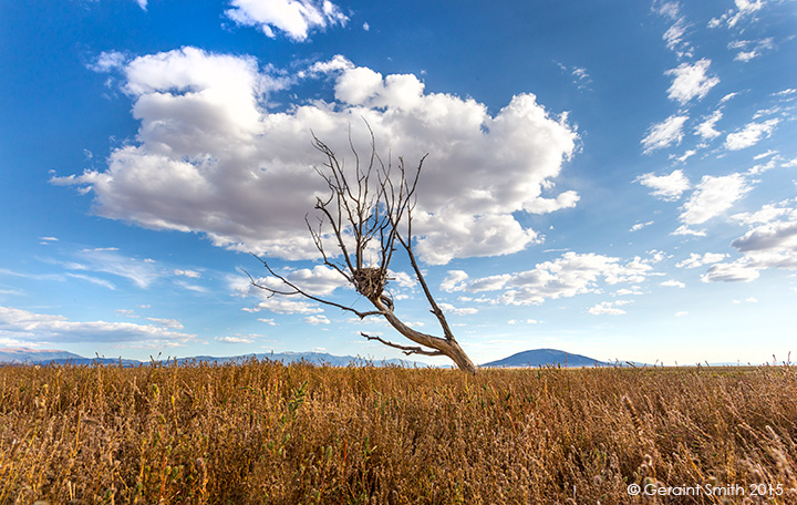 Red-tailed Hawk nest San Luis Valley with Ute Mountain