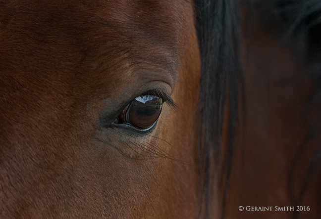 Down in the horse pasture hores eye window to the soul