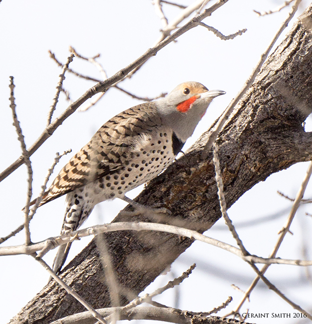 Northern Flicker in the breakfast queue