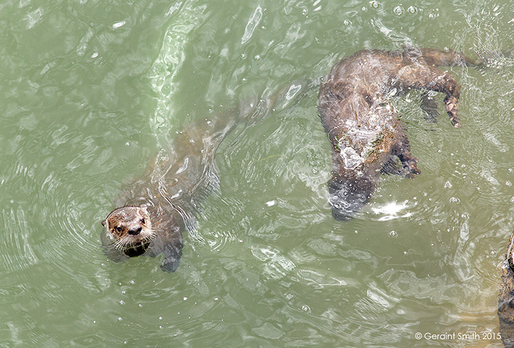 river otters taos nm