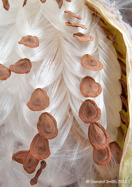 Milkweed pod seeds and floss