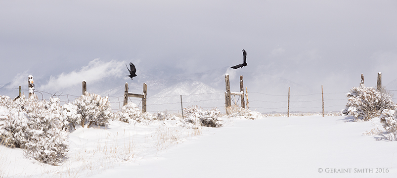 ravens snow mesa mountains taos nm