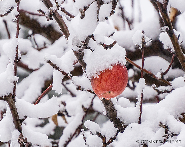 rosy red apple in the snow
