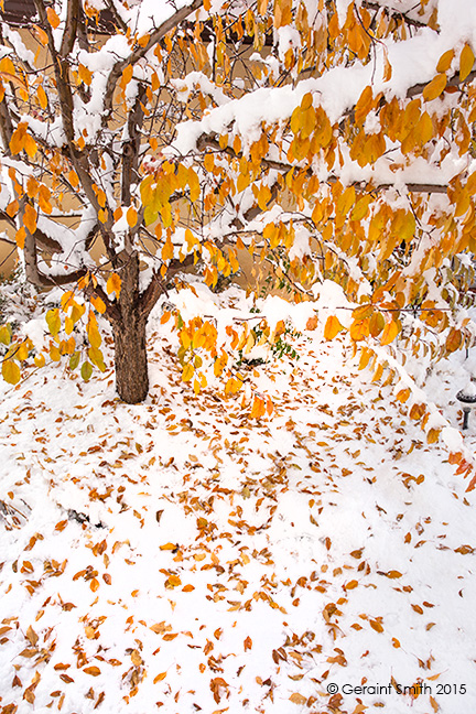 After the snow this morning in the garden in San Cristobal, NM