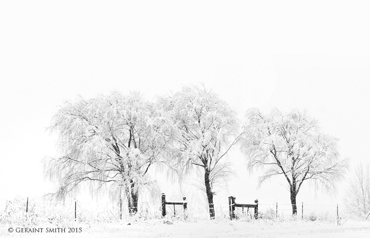 Winter trees this week in Arroyo Seco, NM