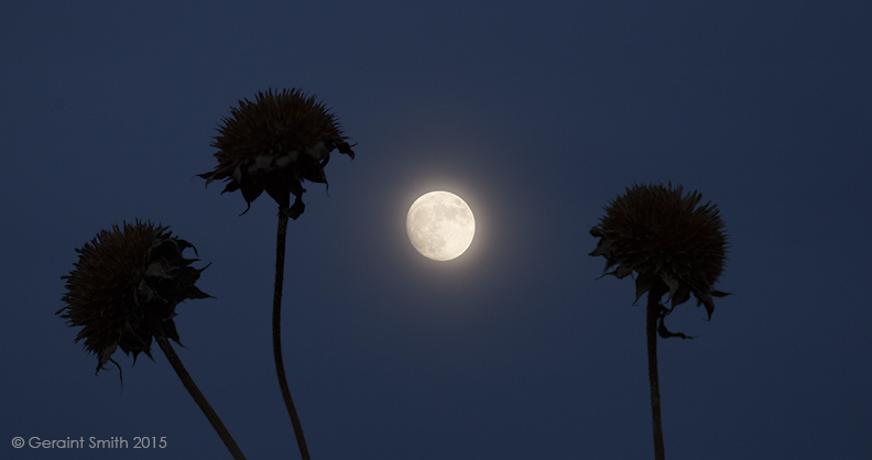 Waning sunflowers ... waxing "Hunter's Moon" San Cristobal, NM