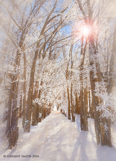 A walk in the winter woods southern colorado