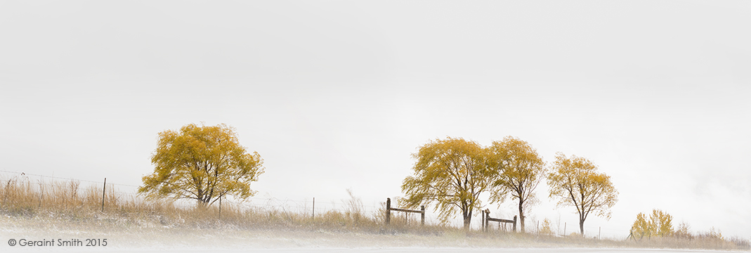 Wind in the willows, Arroyo Seco, NM