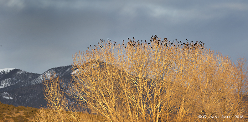 Winter gathering arroyo hondo