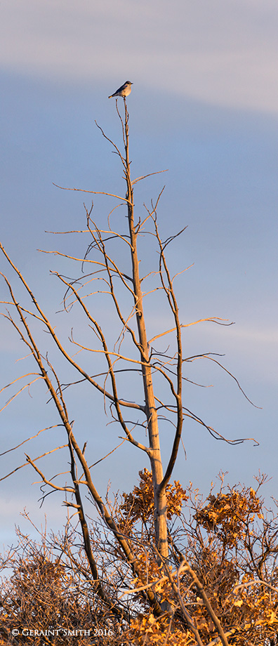 Bluebird in the light of the setting sun lama new mexico