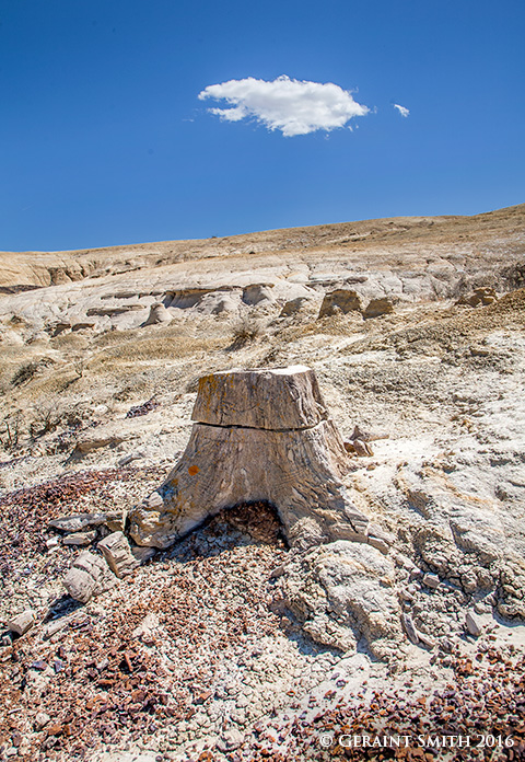 Petrified tree trunk, near Chaco Canyon