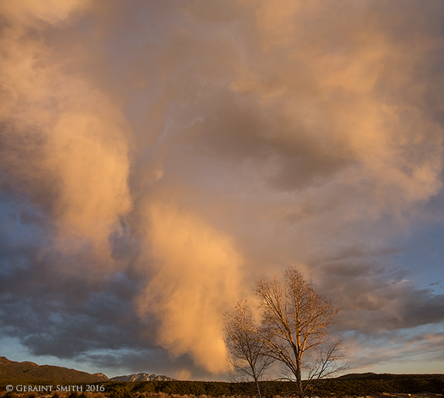 Sunset sky and cottonwood tree, San Cristobal, NM