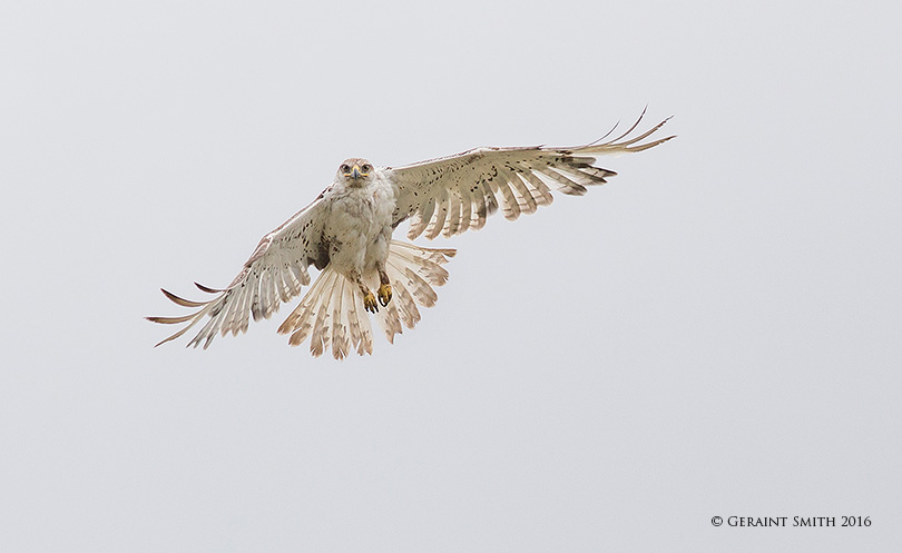 Light Morph Ferruginous Hawk, Moreno Valley, NM