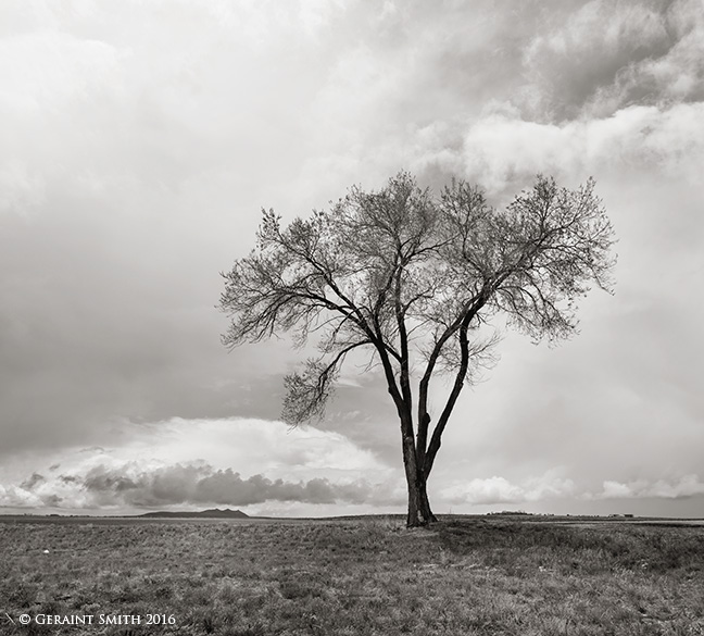 Between earth and sky tree US haighway 64 new mexico