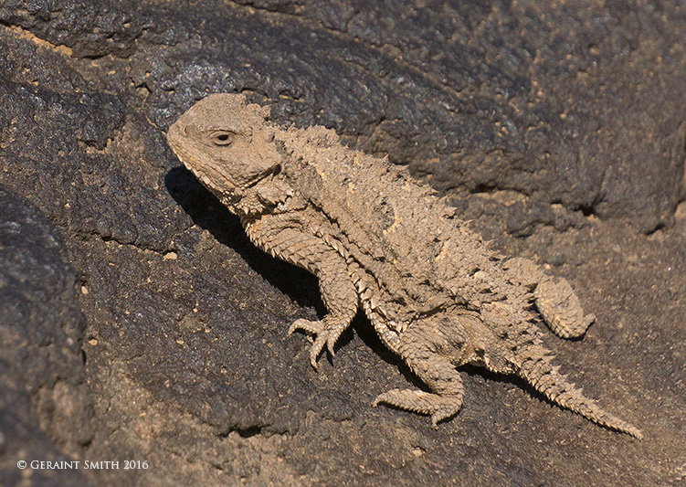 Horny Toad season is upon us. This specimen was six inches nose to tail rio grande gorge rim taos new mexico