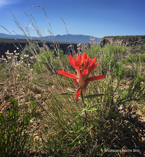 Indian Paintbrush ... Rio Grande Gorge Rim