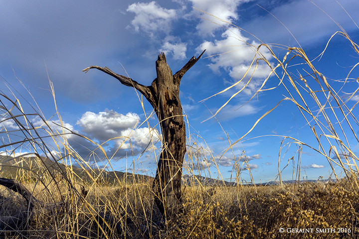 Dancing in the wind