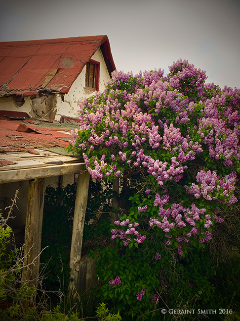 Lilacs and adobe, San Cristobal, NM
