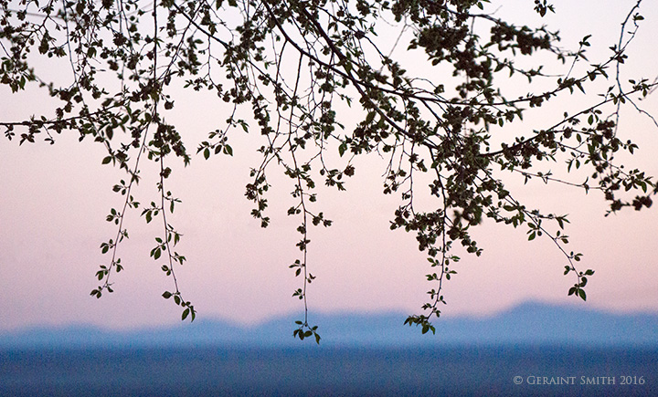 Mesa filigree and the Jemez Mountains new mexico