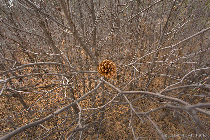  pine cone san cristobal