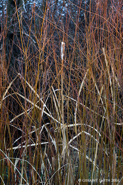 Arroyo Hondo riparian habitat