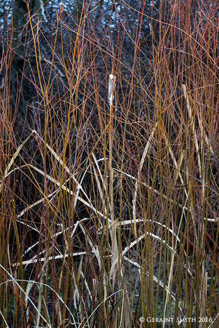 Arroyo Hondo riparian habitat