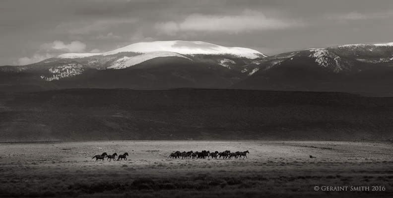 Wild Horses southern Colorado