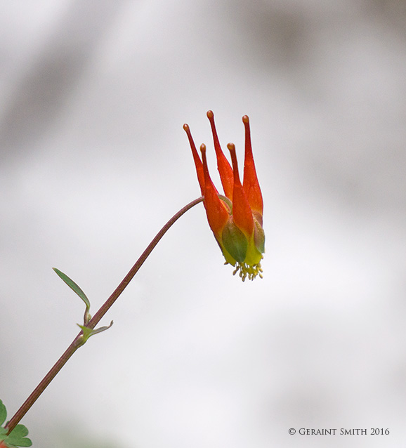 Red Columbine "Little Lantern" Aquilegia canadensis,  on the Italianos Trail in the Columbine Hondo Wilderness, NM