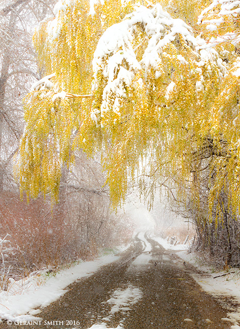 Spring snowfall in Arroyo Seco, NM