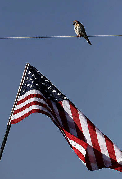 An American Kestrel, at the Stakeout road on State highway 68 south of Taos, New Mexico