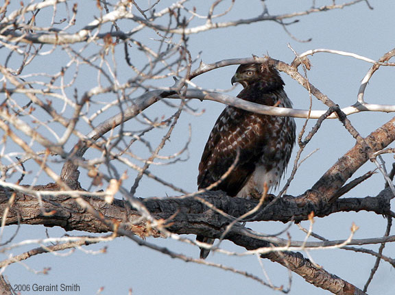 Hawk, Bird of prey, raptor