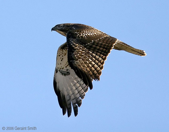 Hawk, Bird of prey, raptor