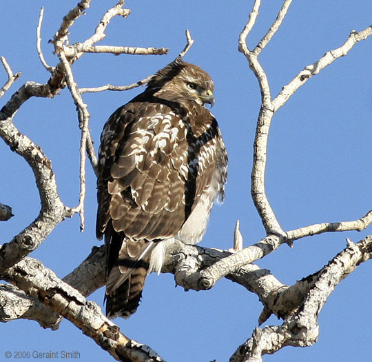 Hawk, Bird of prey, raptor