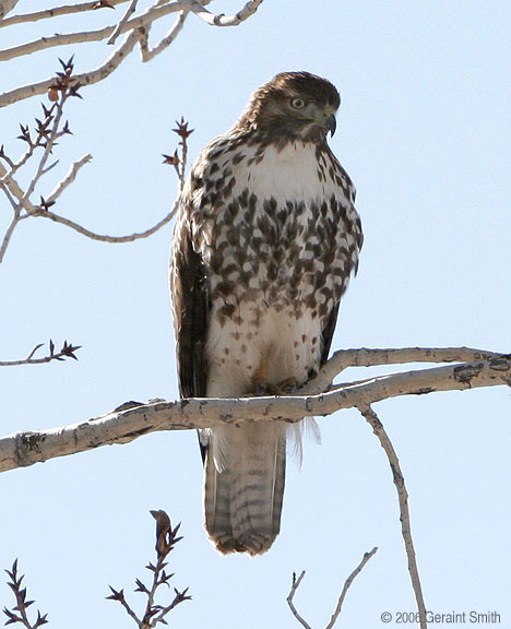 Hawk, Bird of prey, raptor