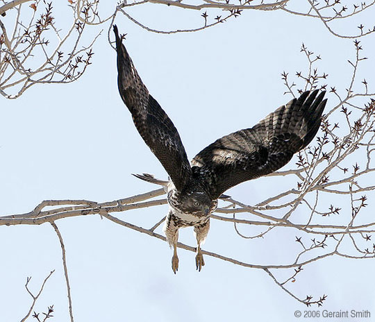 Hawk, Bird of prey, raptor