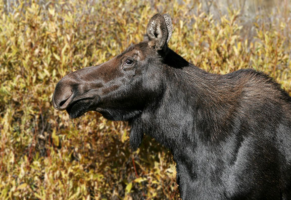 Moose and calf in Yellowstone National Park,  Wyoming