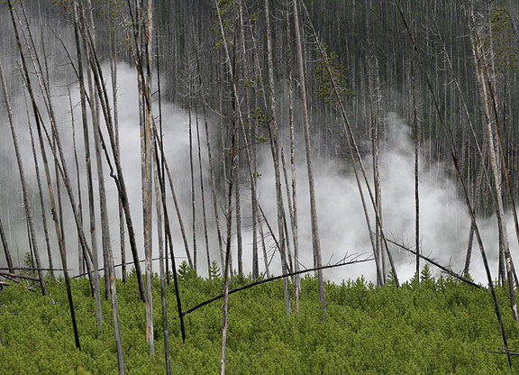 The new growth ... and old. 18 years after the Yellowstone fires in 1988.