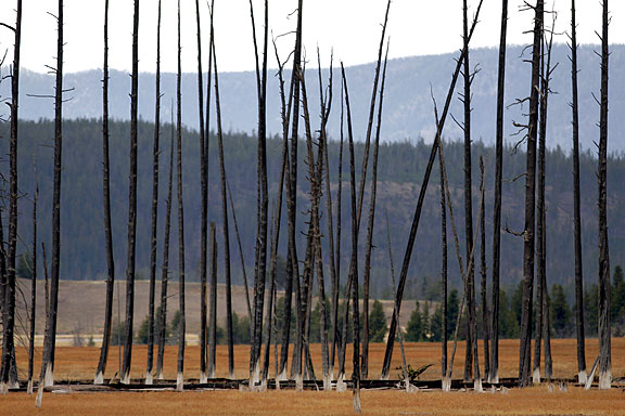 The old and the new growth. Long after the Yellowstone fires in 1988 there are many scenes like this.