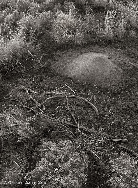 Anthill san cristobal nm new mexico