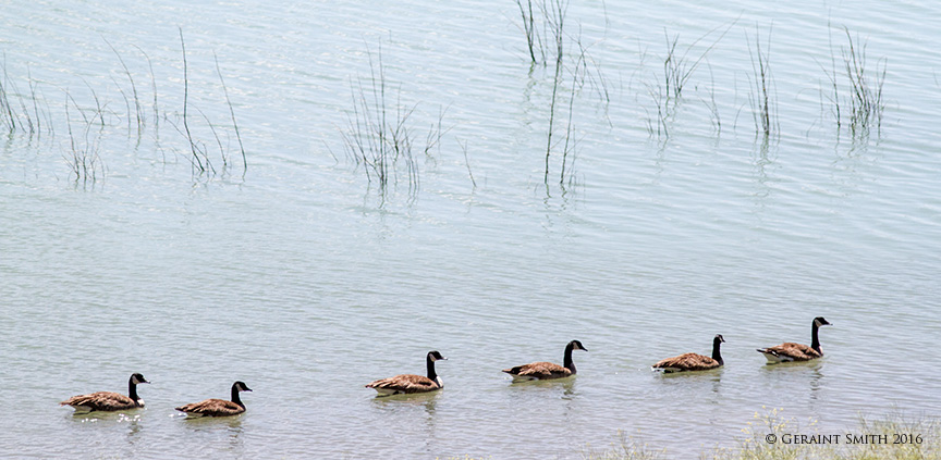 Canada Geese, everywhere, New Mexico